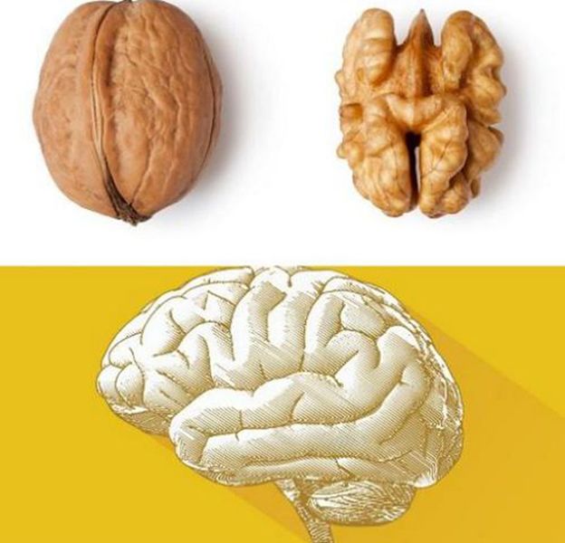 Alimentos idénticos al órgano que benefician: Nueces y cerebro